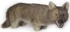 YOTE COYOTE DECOY YOTE COYOTE DECOY