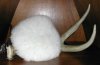 CLENZOIL Lambs Wool Applicator
