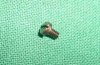 Clip Catch Spring Screw, M95/34 Steyr 8X56R Carbine Clip Catch Spring Screw, M95/34 Steyr 8X56R Carbine